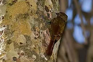 Wigsnavelmuisspecht - Glyphorynchus spirurus Wigsnavelmuisspecht - Glyphorynchus spirurus